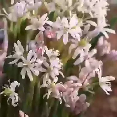 Bifolia Rosea